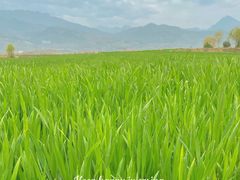 -老乌家特色小炒泡馍(大皮院店)