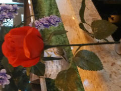 android_upload_pic-臻品爵士牛排西餐厅(广场店)