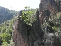 -铁山坪森林公园