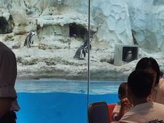 -帝企鹅自助餐厅•儿童岛•真企鹅(长隆企鹅酒店)