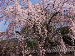 -醍醐寺
