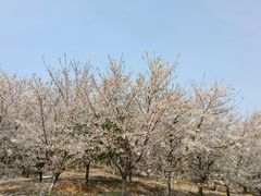 -樱花山风景区