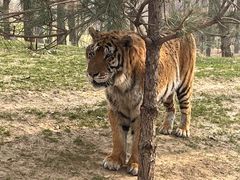 -北京野生动物园