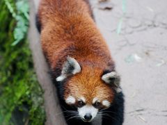 -都江堰中华大熊猫苑