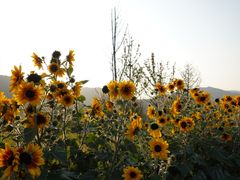 -径山花海