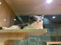 -BABIT巴比特宠物(MOMOPARK店)