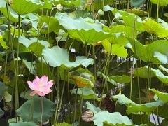 -荔湾湖公园