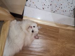 -滚猫咖啡·猫咖·猫友好撸猫(未来城店)