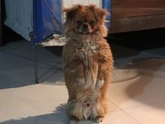 -炕锅羊肉土火锅面片大王