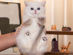 -小猫来了·猫舍(红山六九七九店)