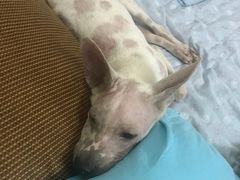 -创凡宠物医院·骨专科  猫科中心(西乡分院)