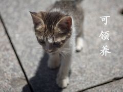 -龙华寺