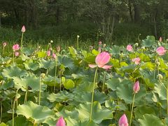 -东郊湿地公园