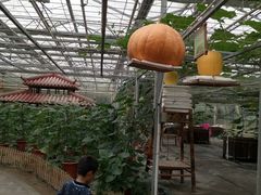 -上海都市菜园