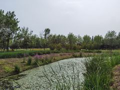 -东郊湿地公园