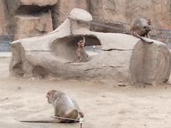 -齐齐哈尔龙沙动植物园