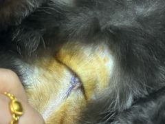 -派特宠物医院(圆融广场店)