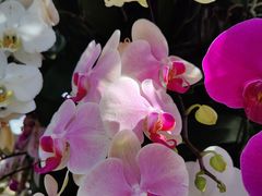 -北京植物园-展览温室