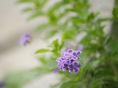 -枸杞岛
