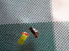 -美食宴海鲜自助