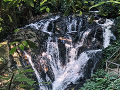 -莫里热带雨林景区