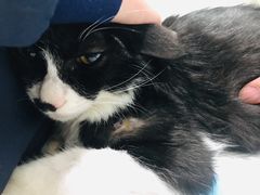 -萌兽医馆·宠物医院·猫骨科(创景店)