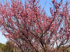 -昆山城市生态森林公园