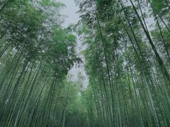 -大奇山国家森林公园
