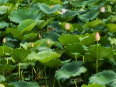 -荔湾湖公园