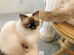 -共舞时光猫咖·狗咖(新街口店)
