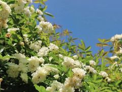 -廊坊文化艺术中心