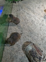 -未来动物城动物主题公园(大悦城店)