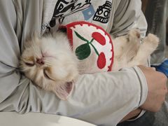 -楼上猫咖(罗湖店)