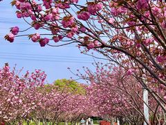 -高东镇樱花园