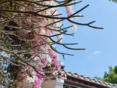 -深圳国际园林花卉博览园