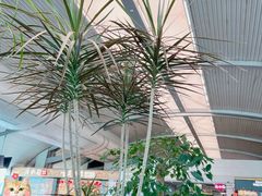 -重庆江北国际机场-T2航站楼