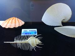 -贝壳梦幻世界