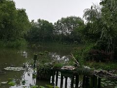 -新江湾城公园