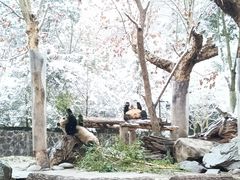 -都江堰中华大熊猫苑
