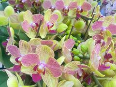 -静岸花卉园艺(三星坊店)