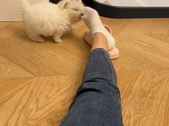 -翊宠yipet猫狗购宠庄园犬舍•猫舍