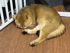 -瑞鹏宠物医院·普外科·影像科·皮肤科(城市山谷分院)