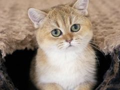 -百信宠物医院(东升街店)