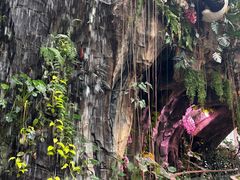 -正佳雨林生态植物园