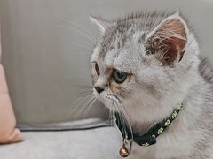 -安安宠医宠物医院·异宠·犬猫内科(岳阳分院)