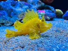 -上海海洋水族馆