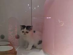 -糯米喵星人总部直营旗舰店·猫舍·幼猫出售