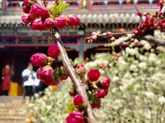 -潭柘寺景区