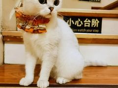 -猫小院猫主题餐厅(南锣旗舰店)