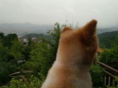 -铁山坪森林公园